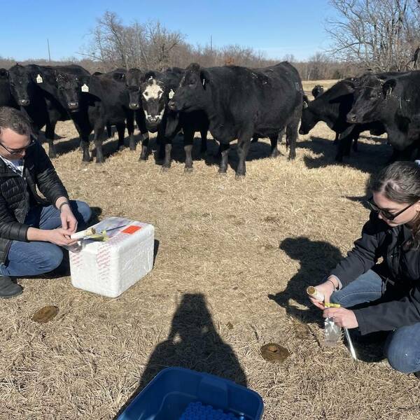 Two persons squatting on a pasture collecting manure samples with black cows in the background.