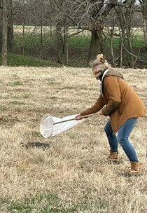 Woman is performing a sweep with an insect net over a cow patty on a pasture.